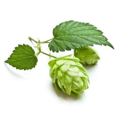 Hops Dietary Supplement